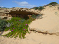 Flore des dunes.