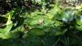 Fontaine au nénuphar