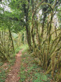 Forêt après Gravelles