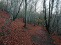 Forêt au Col de Ceyssat