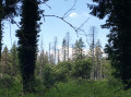 Forêt bien abîmée