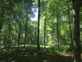 Forêt Chemin de l'Eventail