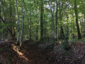 Forêt de la Charnie