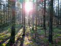 Forêt de la route forestière des Barres