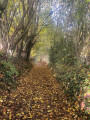 Forêt de st Pierre les Elbeuf