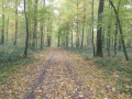 Forêt domaniale de Fourmies