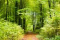 Sentier du Mont-Dieu
