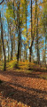 Forêt en haut du cirque