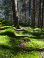 Forêt enchantée