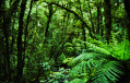 Forêt primaire de Chasm.