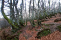 Forêt sur les pentes du Rothenbachkopf