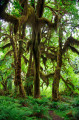 Forêt tempérée humide