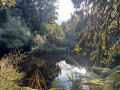 Forêt très humide