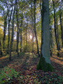 Dans le bois de Ringeldorf et les collines de Morschwiller