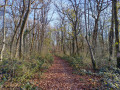For&ecirc;t