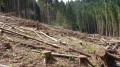 Forêt Vosgienne après la tempête de 1999