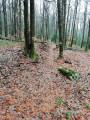 Fossé limite de forêt domaniale