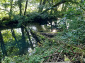 Fouillis végétal 1