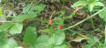 Fraises des bois