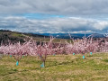 fruitiers en fleurs