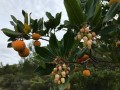 Fruits - Arbousiers