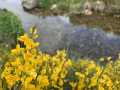 genêts en fleur au bord du tarn