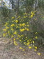 Genêts en fleur