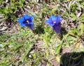 Koch's gentians
