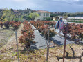 Tour des collines de Nice en quatre étapes