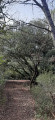 grand arbre à plusieurs souches - tourner à gauche