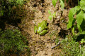 Grenouille verte à la fontaine de Tonne