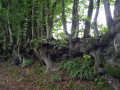 Sentier du Mont du Saule