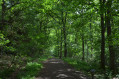 Hamsterley Forest - Blue trail