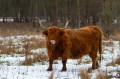 Vache de race Highlands cattle