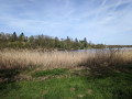Hohe Gr&auml;ser am Ufer des Stausees