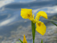 Iris sur l'étang des Basses Godernes