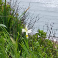 IRIS sur le chemin Bidat - Saint jean de luz