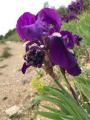 Iris sur le chemin .