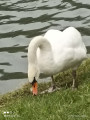 Cygne