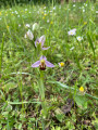 Entre Marne et vignes, au Mont-Saint-Père et sur le Coteau des Orchidées