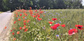 Jolis coquelicots