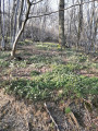 Jonquilles et anémones