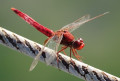 L&rsquo;acrobate pourpre