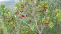 L'arbre à fraises du midi