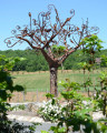 L'Arbre des Trois Régions, dit "Arbre COSTA"