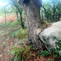 l'arbre mangeur de granit