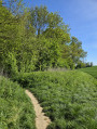 L'entr&eacute;e dans le bois le Roi