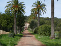 La bastide du domaine de Fabrégas au bout de son allée de palmiers