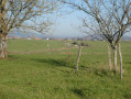 La campagne à Mandrevillars