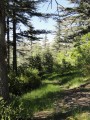 Combe d'Ansis mont Ventoux